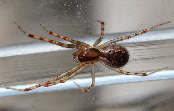 Anelosimus Studiosus Matbio Arachnids Matanzas Biodiversity