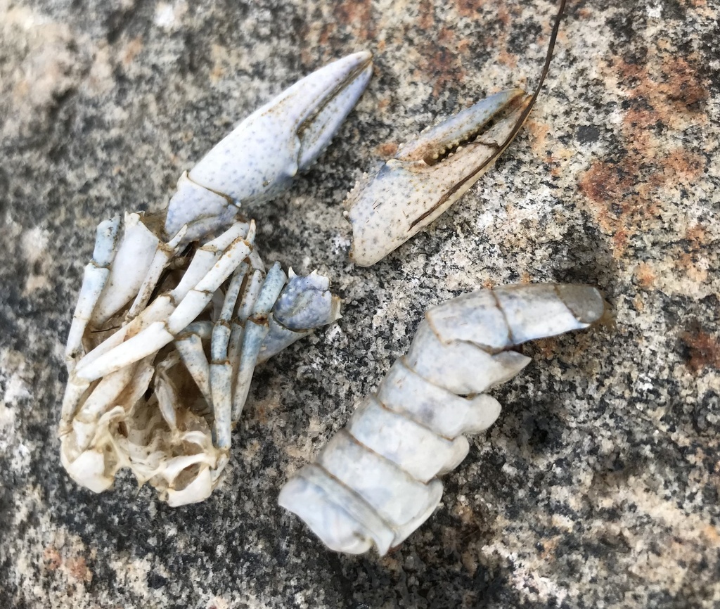 Cambarid Crayfishes From Shirley Blvd Ottawa On Ca On August