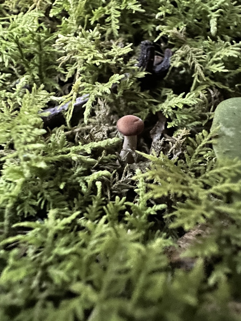 Common Gilled Mushrooms And Allies From Albert Johnson Rd Nashville