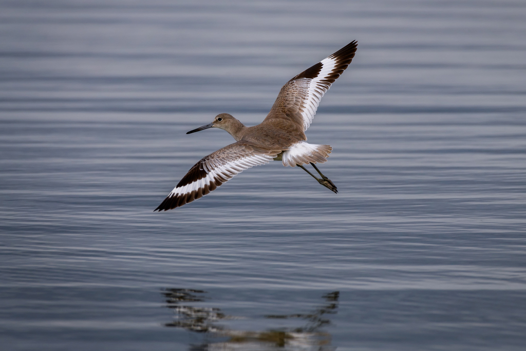 Willet China Cove Organisms Inaturalist