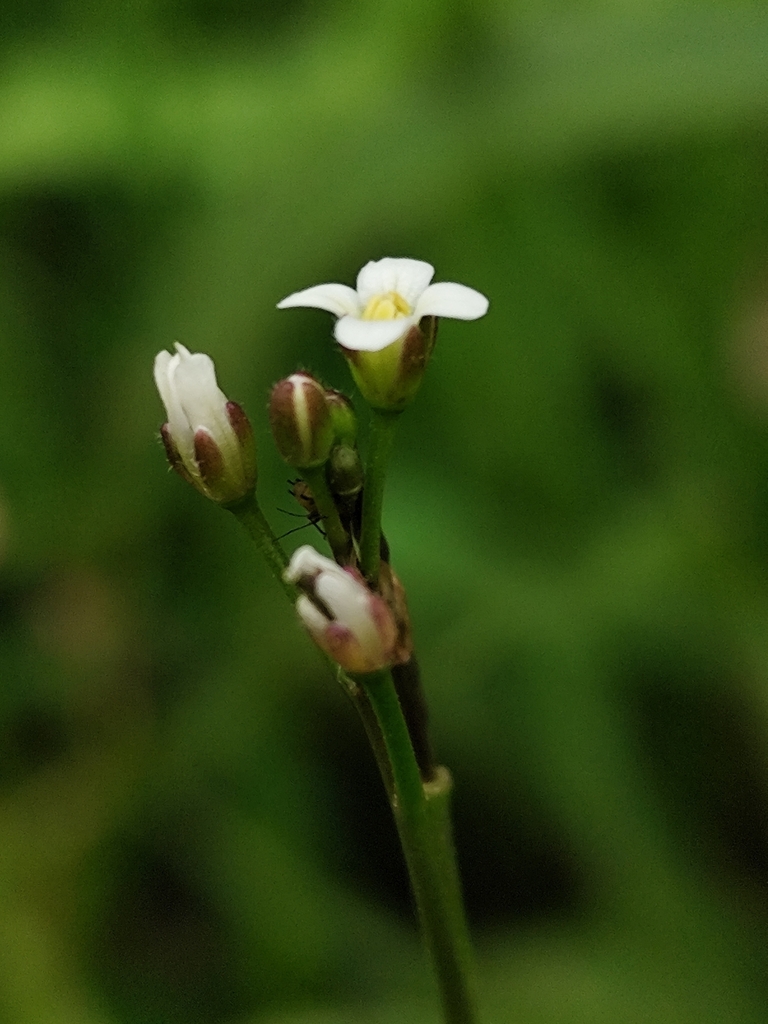 Hairy Bittercress From Agronomia Porto Alegre RS Brasil On August