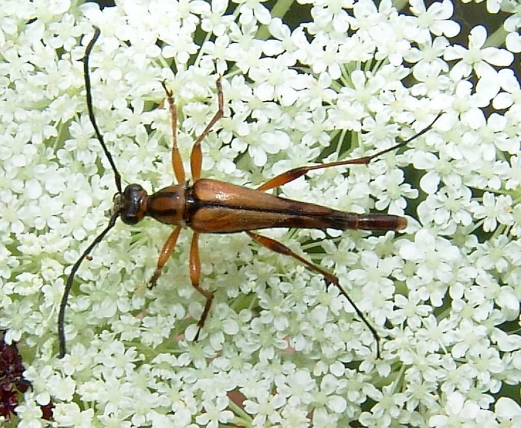 Midwestern Slender Flower Longhorn From Saint Francis Sunken Lands