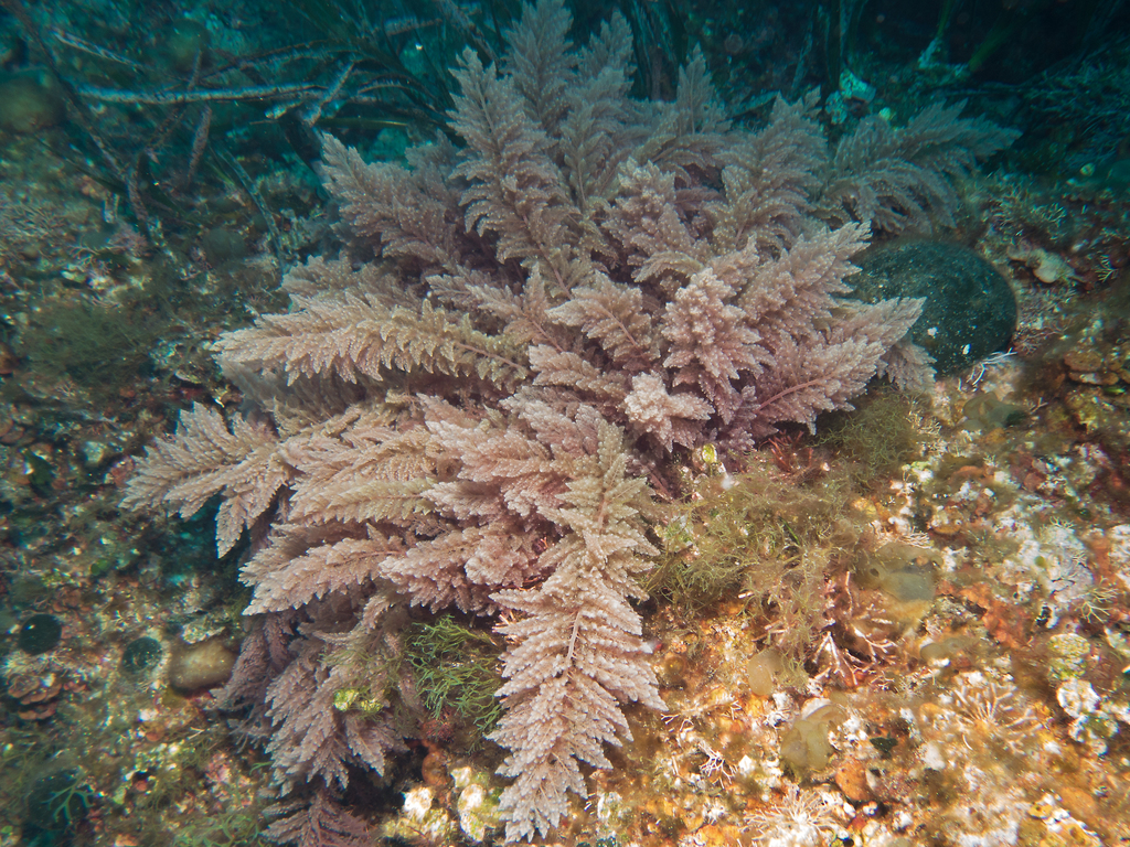 Red Sea Plume Algas Marinas De Costa Rica INaturalist