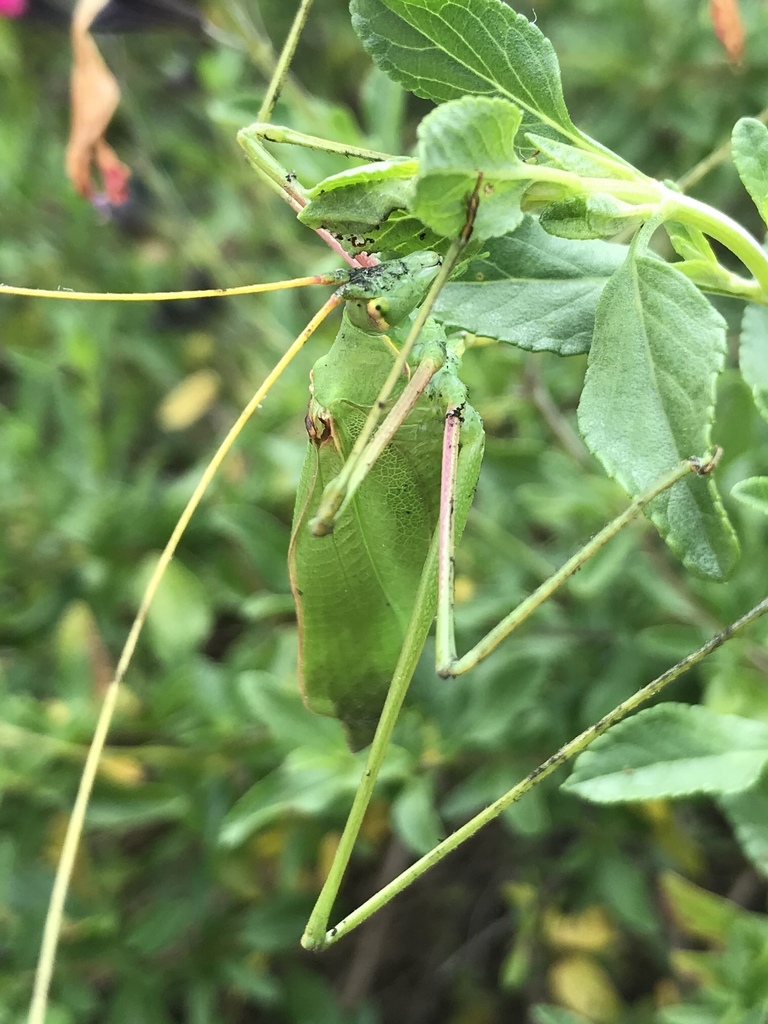 Long Legged Bush Crickets From 48062 Tsouknida Preveza GR On June 23