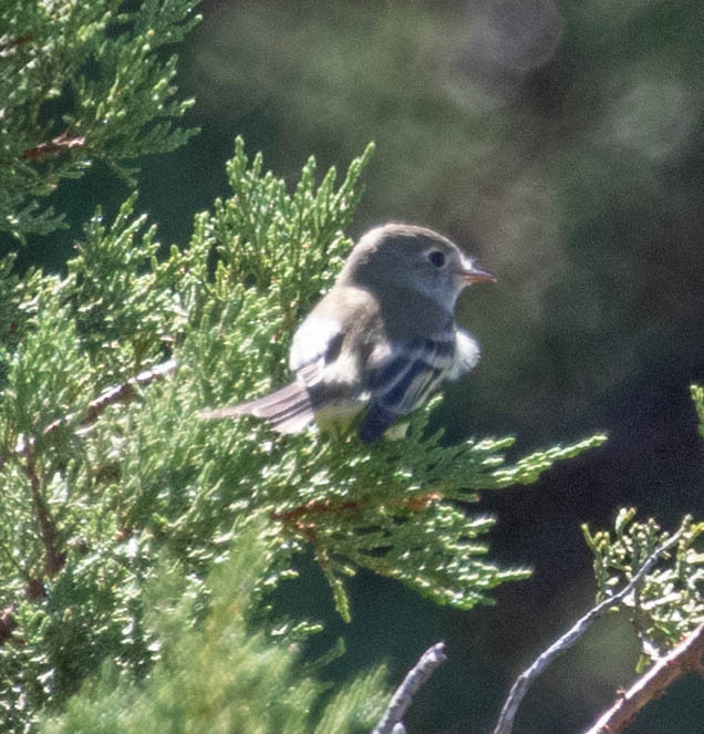 Empidonax Flycatchers From Cochise County Az Usa On September