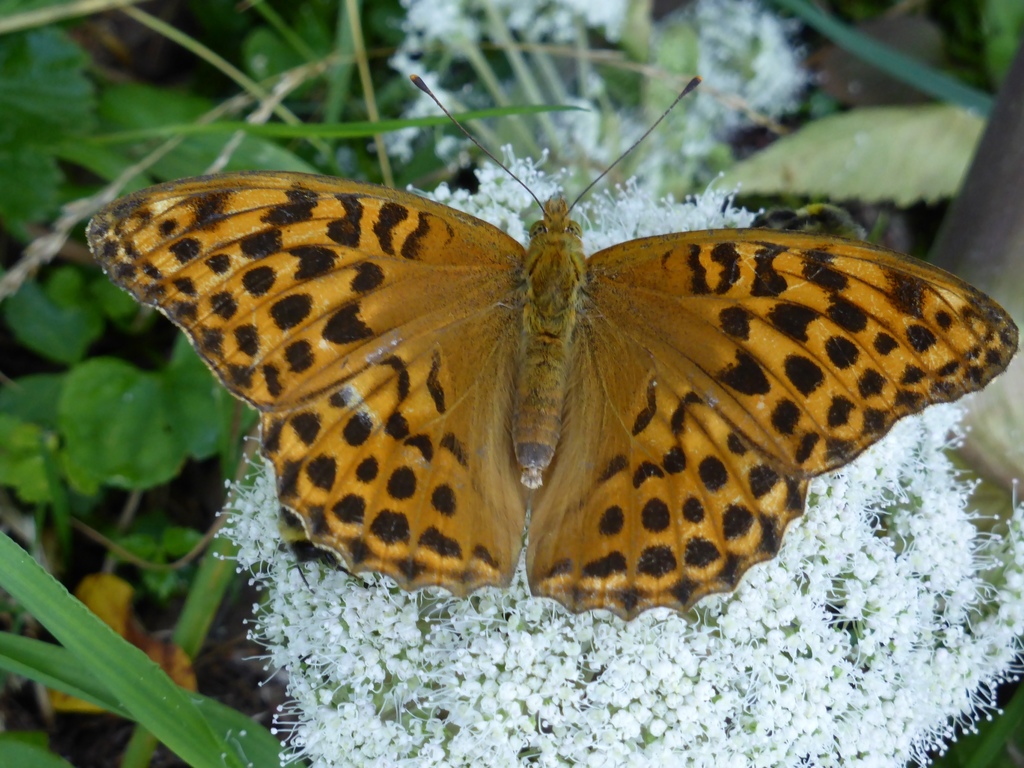 Silver washed Fritillary from Klöntaler See Glarus Glarus CH on