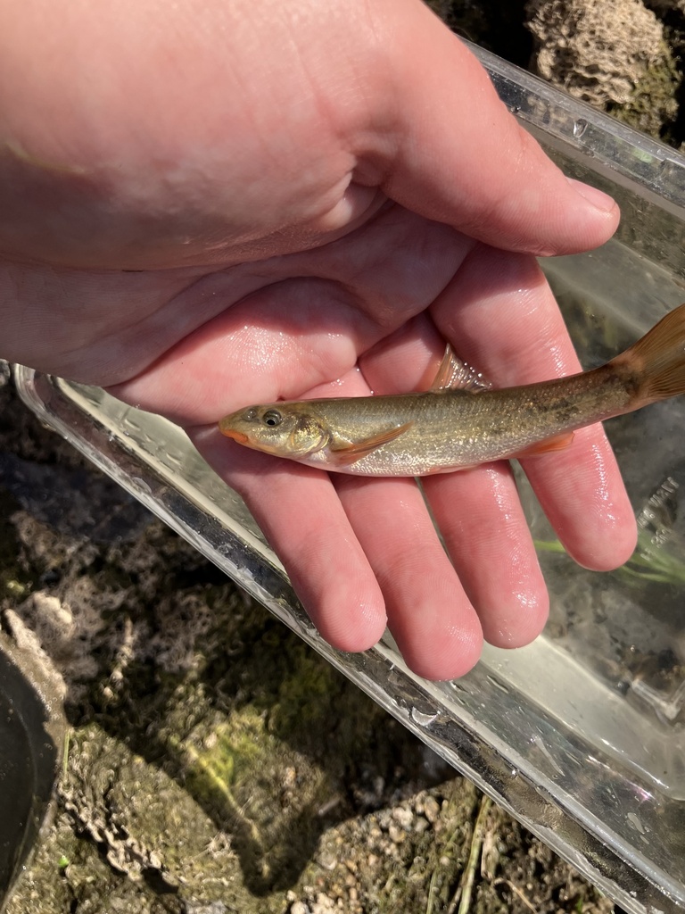 Longnose Dace From Richard J Dorer Memorial Hardwood State Forest