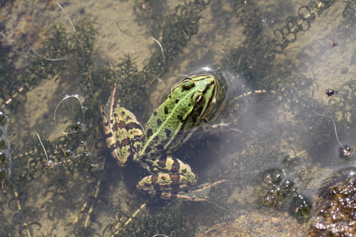 上传者patsimpson2000相关观察2 张照片侧褶蛙属(属pelophylax)观察者