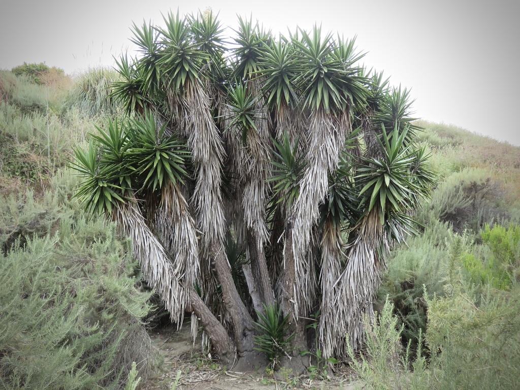 Spineless Yucca From Upper Newport Bay Newport Beach Ca Usa On