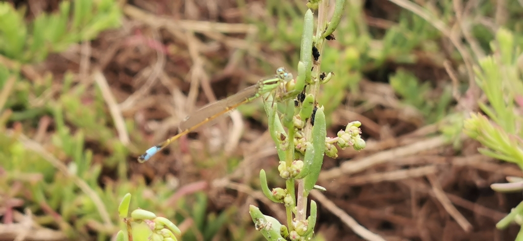 Sahara Bluetail From 35649 La Oliva Las Palmas Spanje On July 02