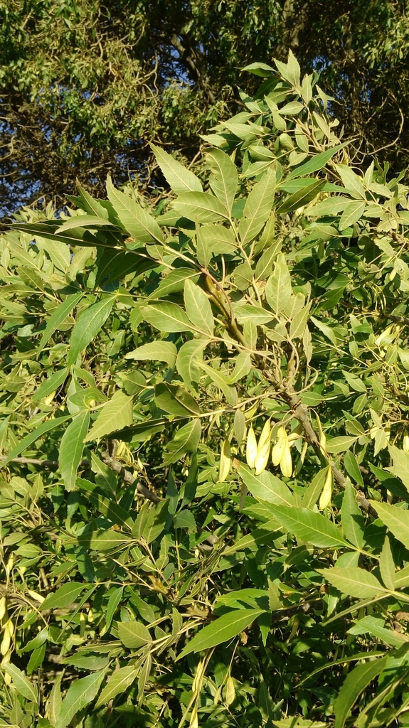 Fraxinus Angustifolia Flora Del Entorno De Ciudad Universitaria