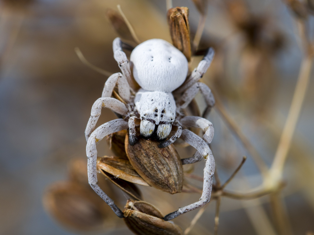 Stegodyphus lineatus in July 2019 by Анатолий Озерной Anatoly Ozernoy