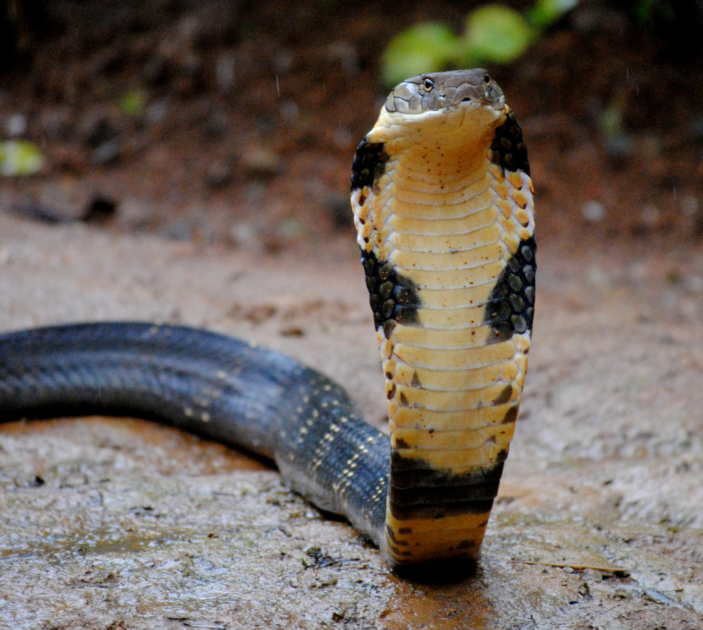 Тайпан Змея Википедия Фото