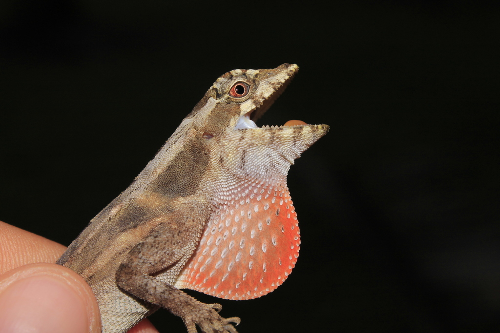 Anolis Fantasma Anfibios Y Reptiles Del Estado De Yucat N