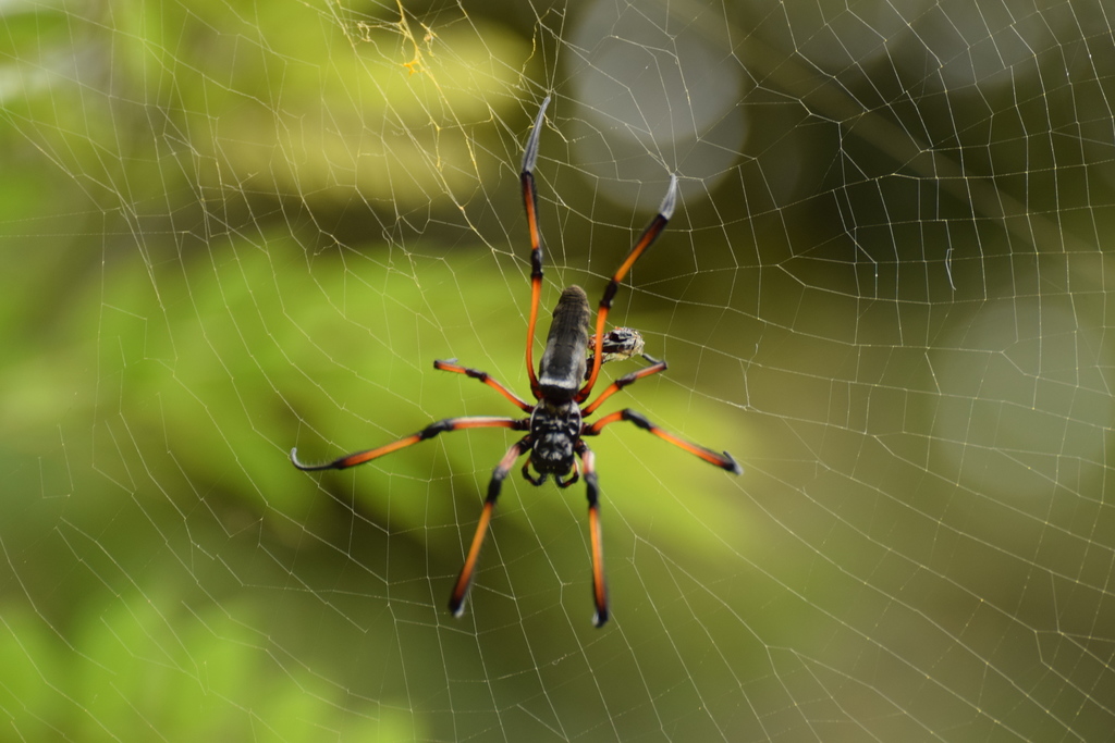 Redleg Orbweaver From Bel Ombre Seychellen On September 22 2018 At 02