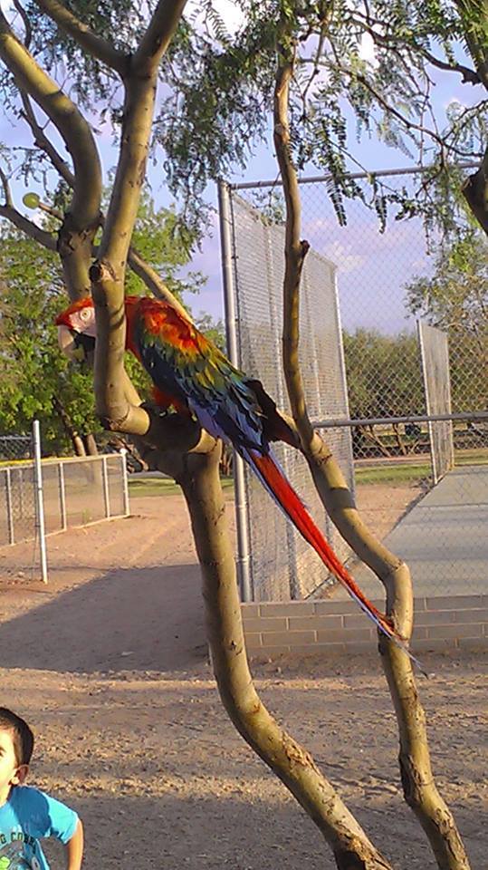 Scarlet Macaw In August By Eliseo D Moreno Scarlet Macaw Ara