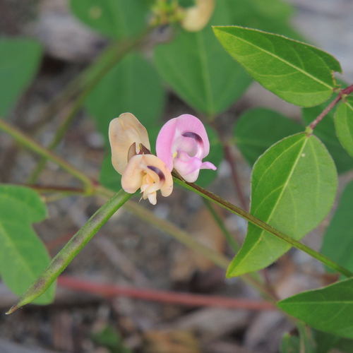 Trailing Fuzzy Bean Plants Of Long Branch Glencarlyn Park INaturalist