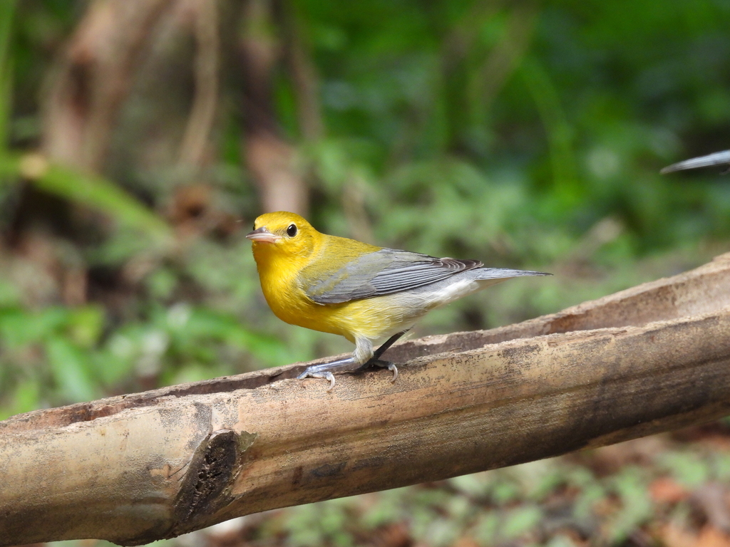 Prothonotary Warbler From Playa Larga Cuba On November 17 2024 At 02