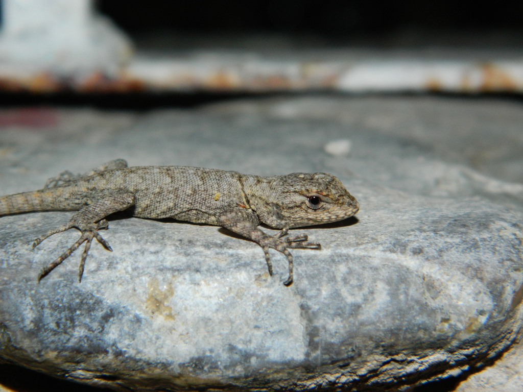 Graphic Spiny Lizard from Metztitlán Hgo México on July 9 2016 at