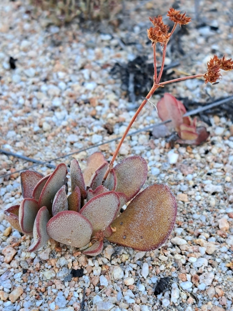 Crassula Nudicaulis Platyphylla From Breede River Dc South Africa On