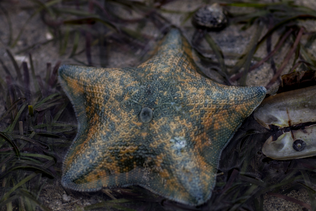 New Zealand Common Cushion Star From Tasman NZ NE NZ On February 14