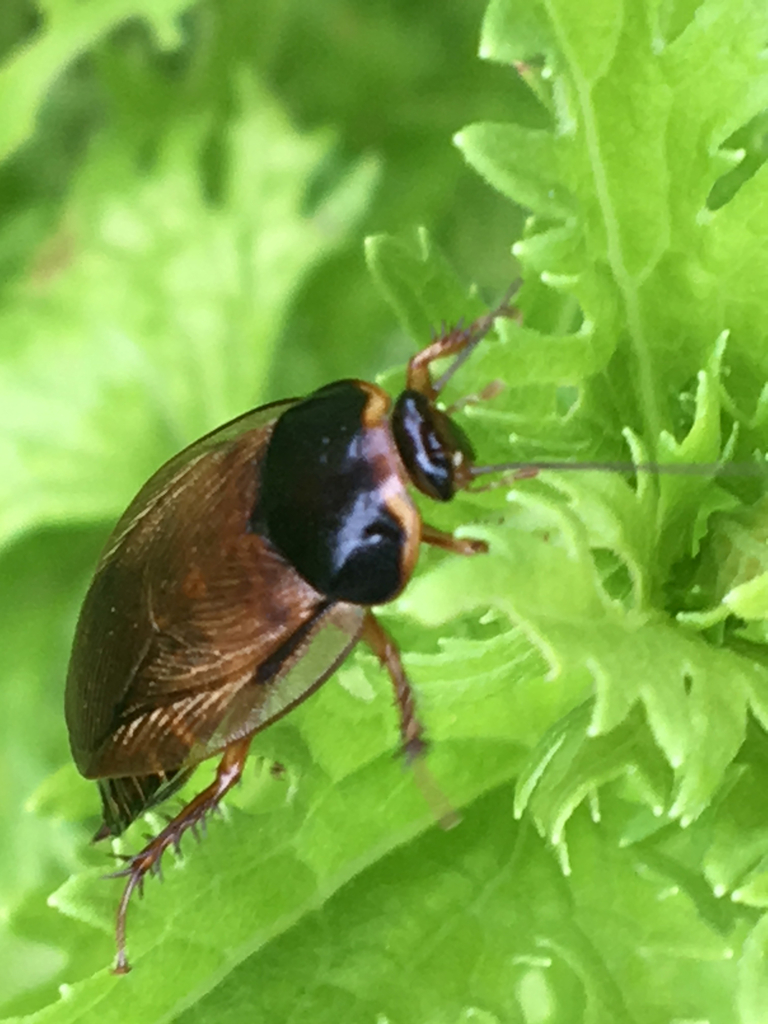 Surinam Cockroach Guide To The Seider Springs Insects INaturalist