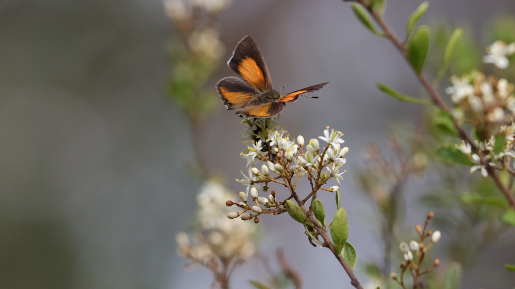 Eltham Copper Butterfly From Pauline Toner Butterfly Reserve Eltham