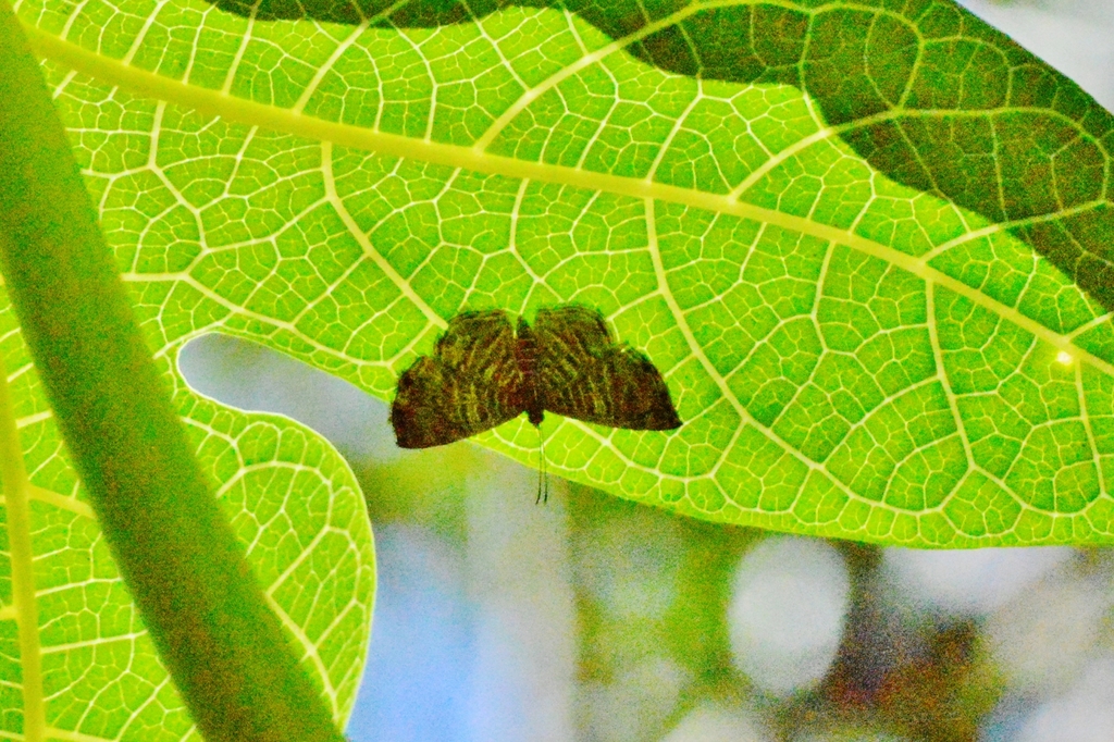 Catocyclotis zerna from Shin Ql 5 Conjunto 2 St de Habitações