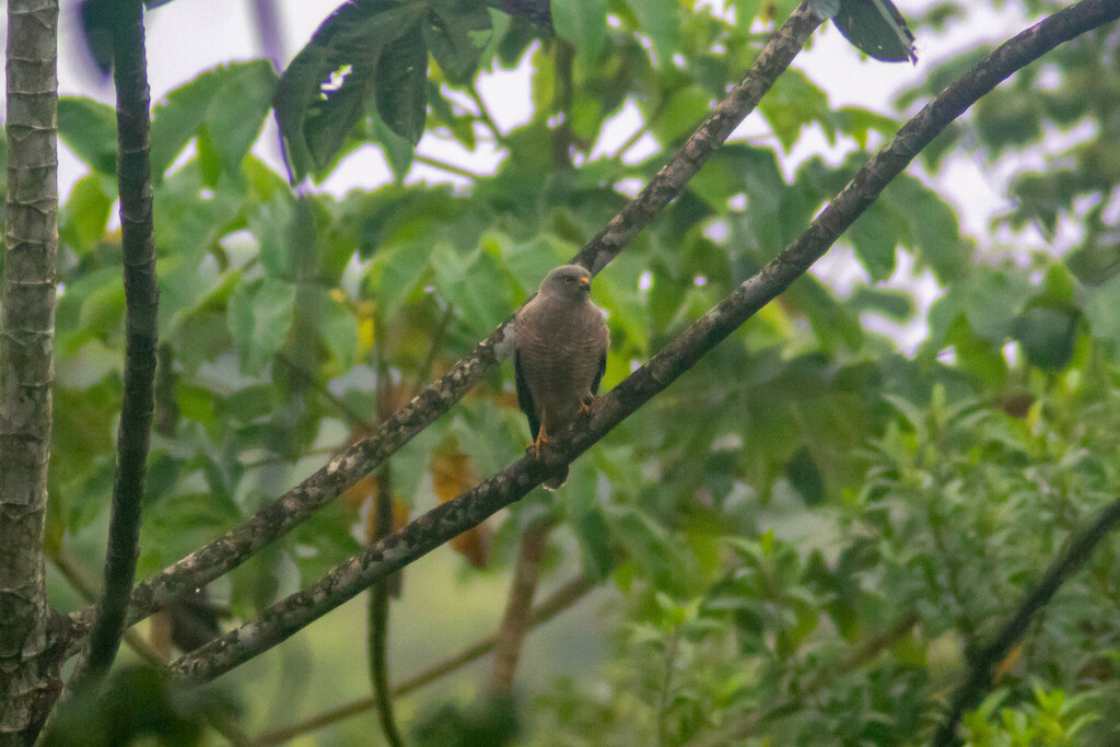 Roadside Hawk from Nueva Esperanza 29960 Palenque Chis México on