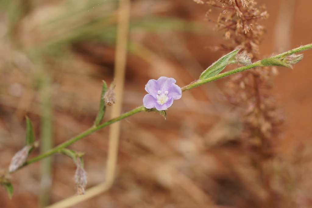 Evolvulus From Porcupine QLD 4821 Australia On August 1 2019 At 05 24