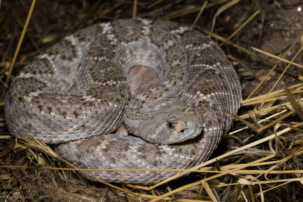 Western Diamondback Rattlesnake Snakes Of The Texas And Oklahoma