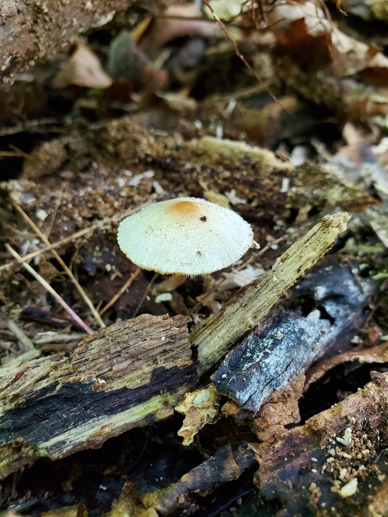 Stinking Dapperling From Jamestown Township In Usa On August