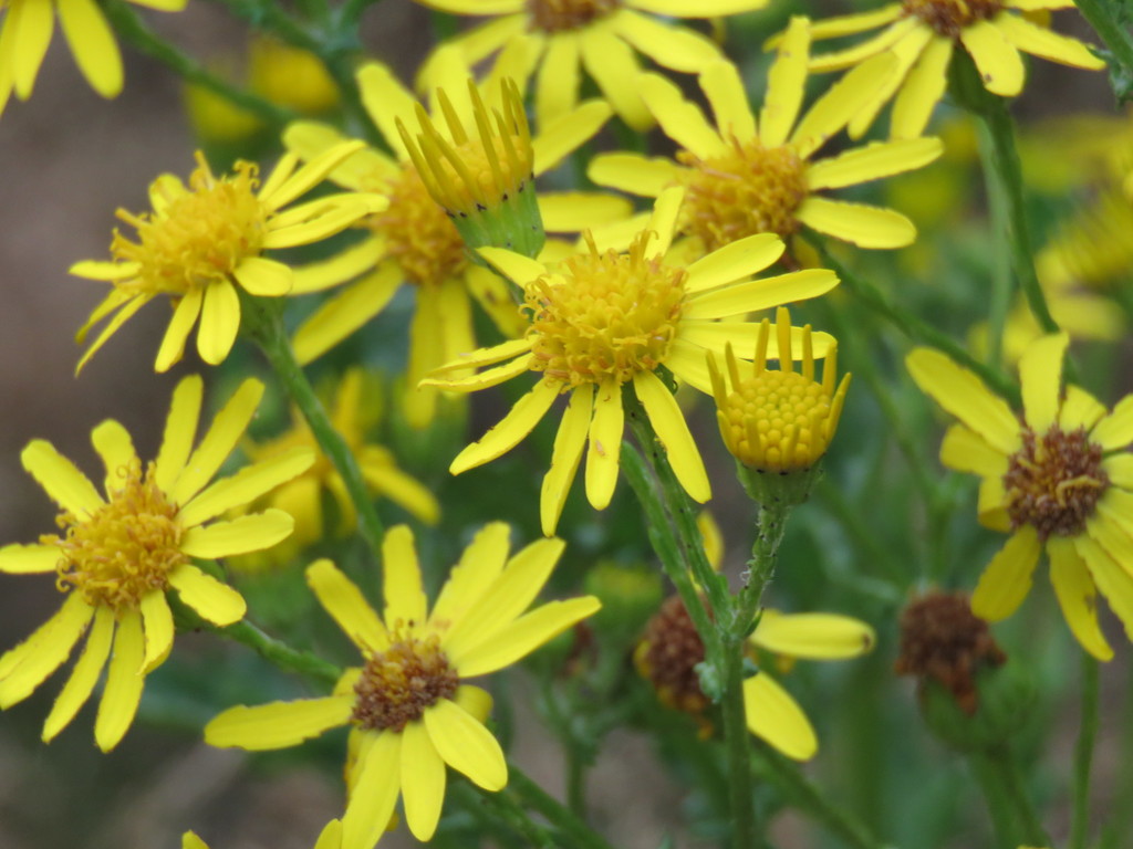 Jacobaea Asteraceae Aster Of The Pacific Northwest INaturalist