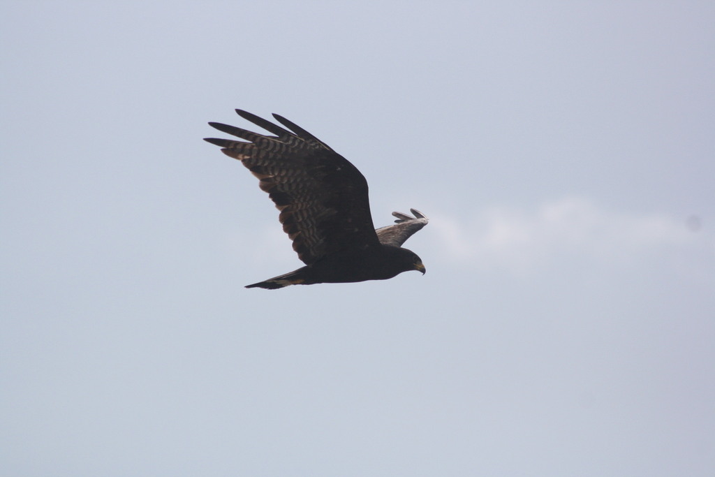 Zone Tailed Hawk Birds Of Chiricahua Nm Inaturalist Mexico