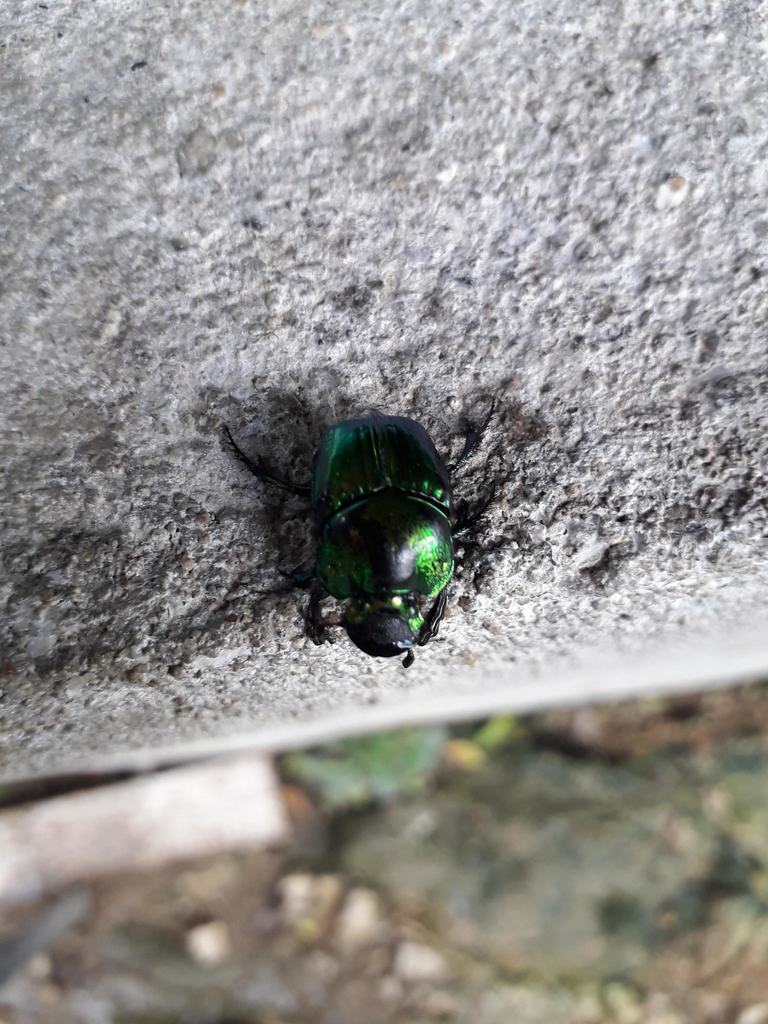 Dung Digger From San Pedro Pochutla Oax M Xico On August At