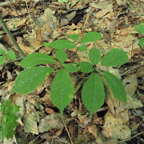 D Ginseng Beheer Kruidentuin Abdij Postel Inaturalist