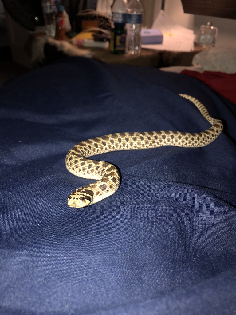 Mexican Hognose Snake From Fm Fort Davis Tx Us On September