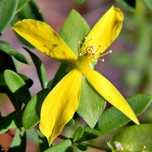 St Andrew S Cross Hypericum Hypericoides Inaturalist