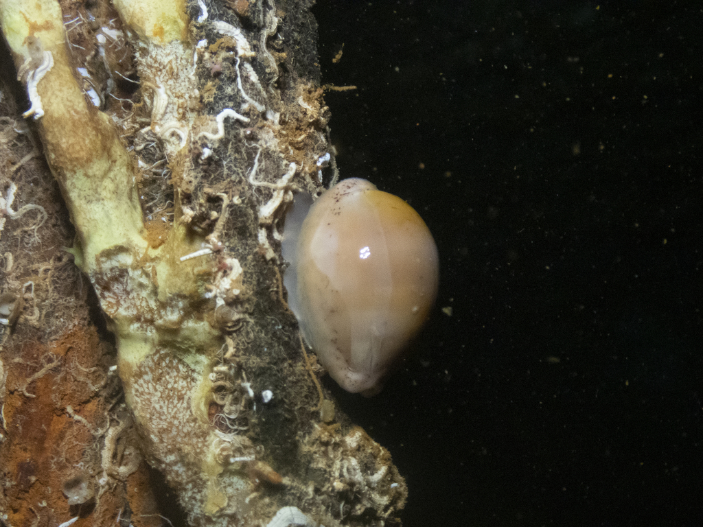 Atlantic Grey Cowry From Cozumel MX QR MX On August 20 2019 At 04 24