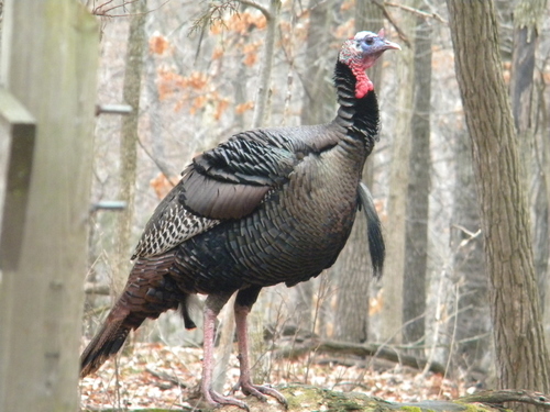 Eastern Wild Turkey Subspecies Meleagris Gallopavo Silvestris