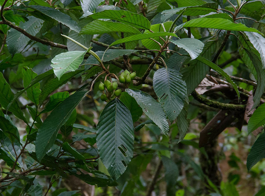 Pourouma Minor From Rainforest Adventures Near Braulio Carillo National