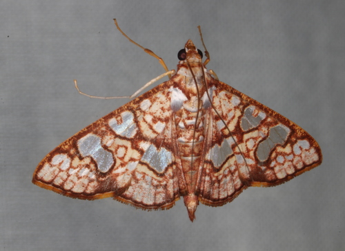 Glyphodes Canthusalis Lepidoptera Of The Sunshine Coast Inaturalist