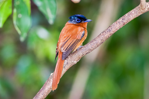 Malagasy Paradise Flycatcher Mayotte Subspecies Terpsiphone Mutata