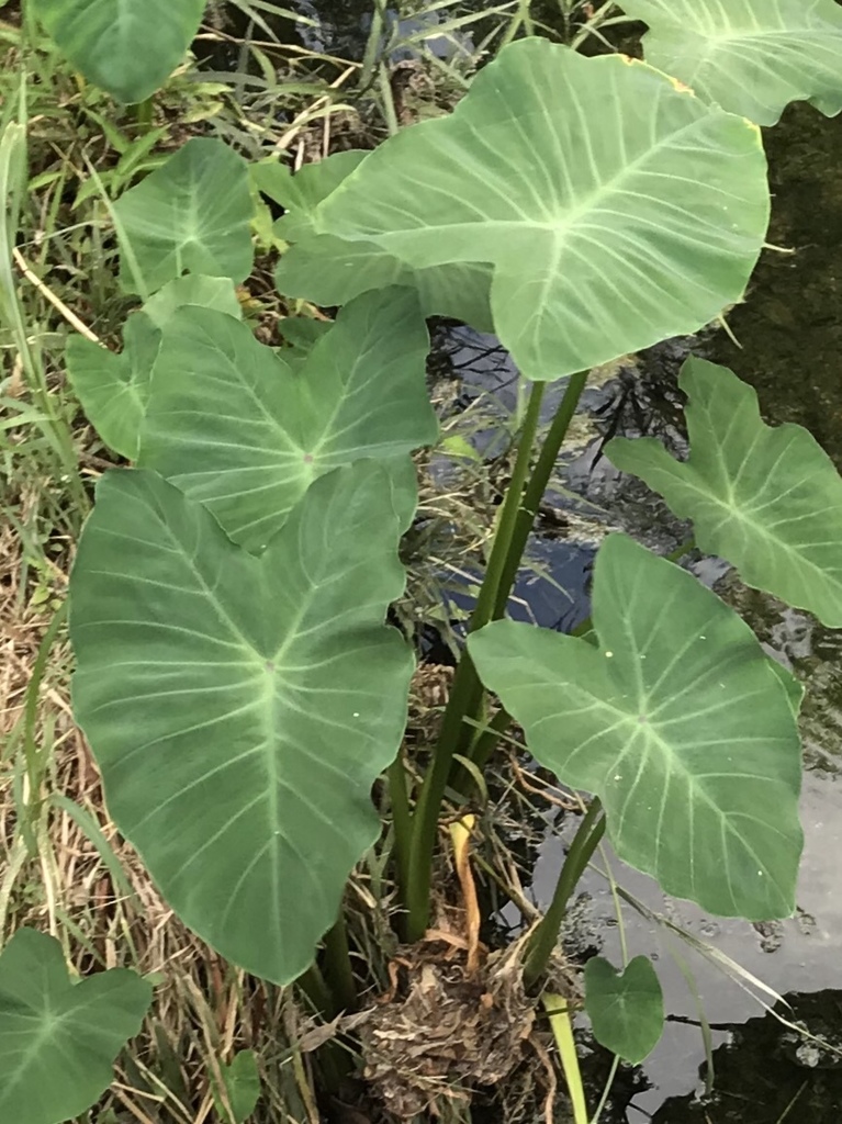 Malanga Plantas UCES INaturalist Mexico