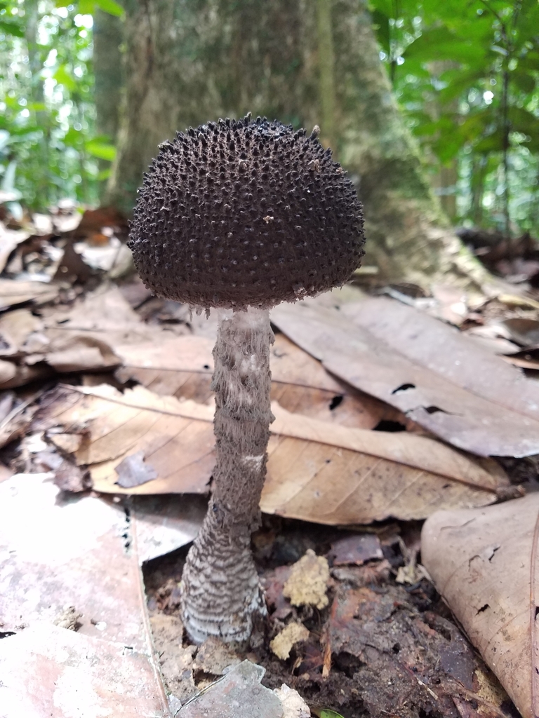 Amanitas Tecomates Matamoscas Y Hongos Trompeta Hongos Comunes De La