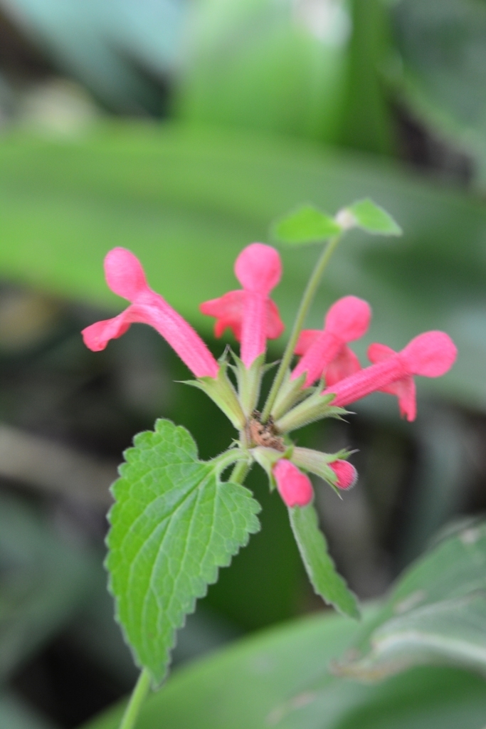 Mirto Biodiversidad Y Polinizadores Inaturalist