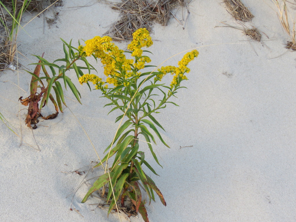 Northern Seaside Goldenrod From Dennis MA USA On September 30 2019