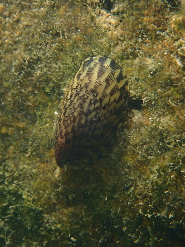 Septaria Lineata Inaturalist