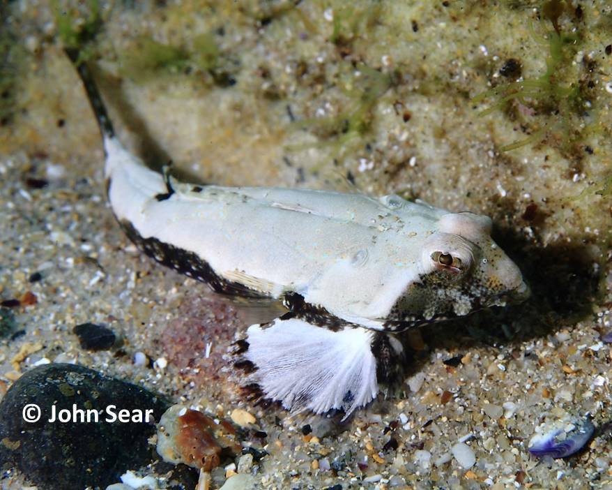 Painted Stinkfish Fishes Of Cabbage Tree Bay Aquatic Reserve Sydney