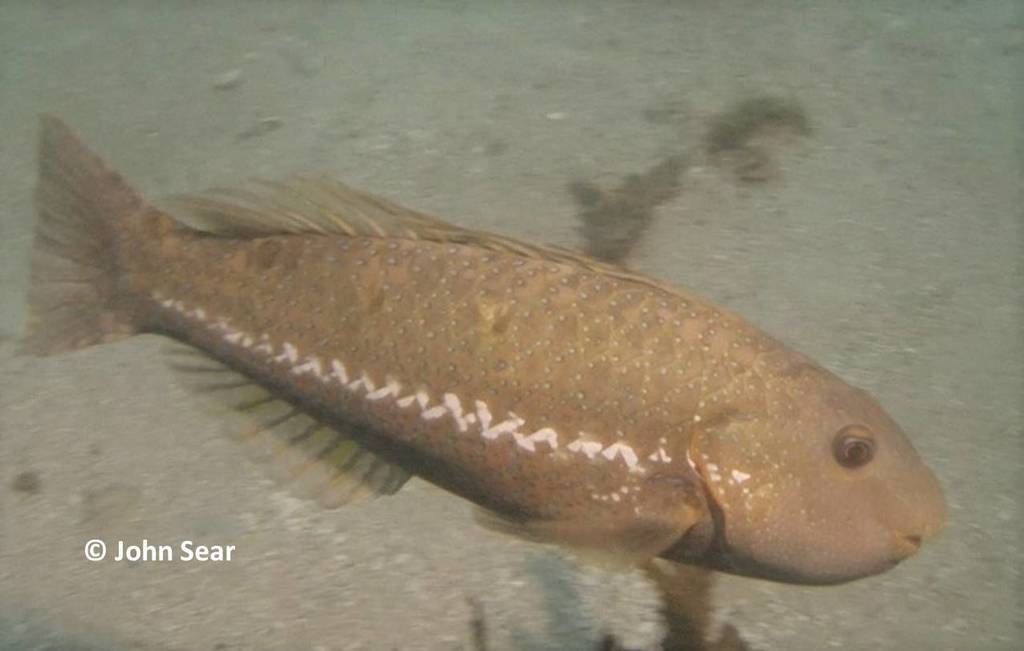 Marbled Parrotfish Fishes Of Cabbage Tree Bay Aquatic Reserve Sydney